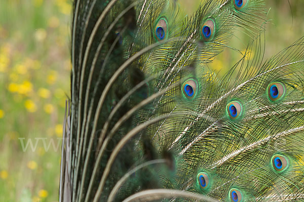 Pfau (Pavo cristatus)