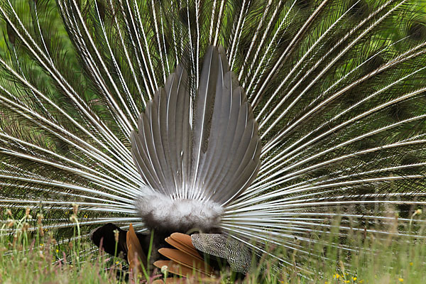 Pfau (Pavo cristatus)