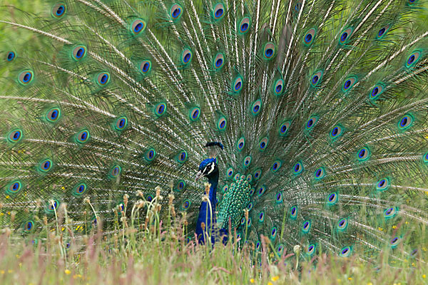 Pfau (Pavo cristatus)