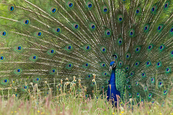 Pfau (Pavo cristatus)