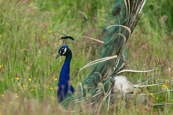 Pfau (Pavo cristatus)