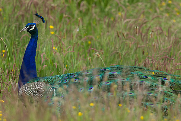 Pfau (Pavo cristatus)