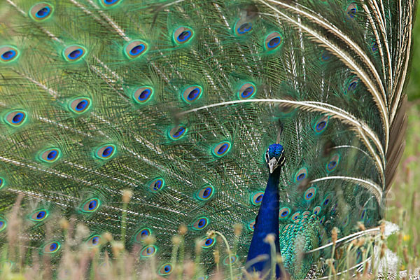 Pfau (Pavo cristatus)