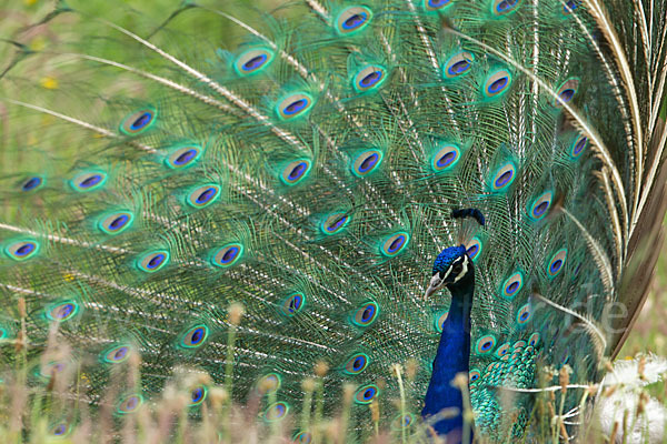 Pfau (Pavo cristatus)