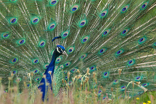 Pfau (Pavo cristatus)