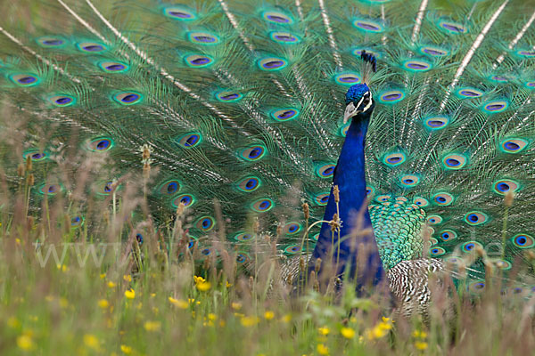 Pfau (Pavo cristatus)