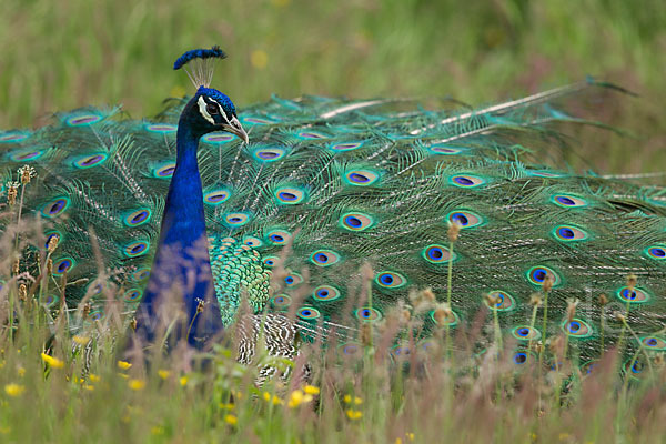 Pfau (Pavo cristatus)