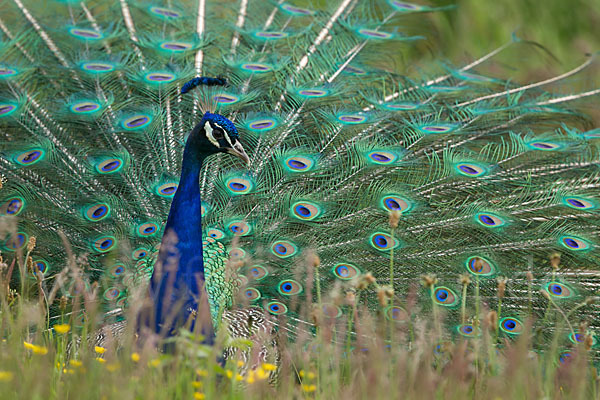 Pfau (Pavo cristatus)