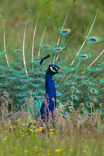 Pfau (Pavo cristatus)