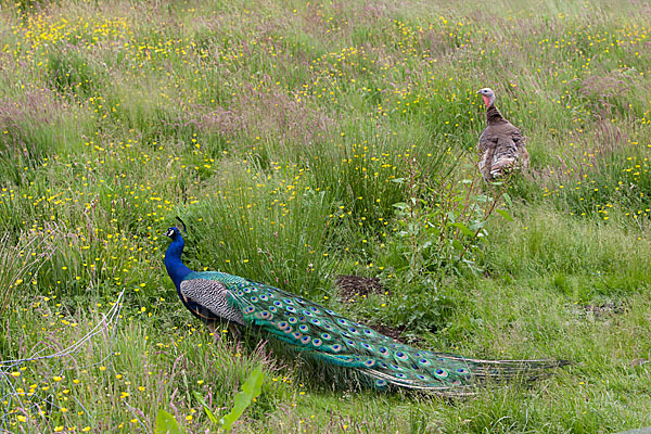 Pfau (Pavo cristatus)