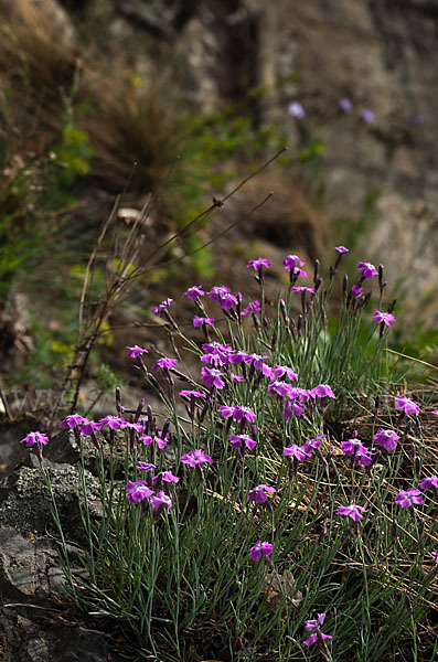 Pfingst-Nelke (Dianthus gratianopolitanus)