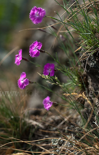 Pfingst-Nelke (Dianthus gratianopolitanus)