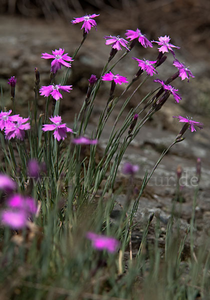 Pfingst-Nelke (Dianthus gratianopolitanus)