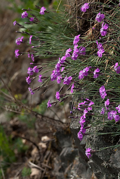 Pfingst-Nelke (Dianthus gratianopolitanus)