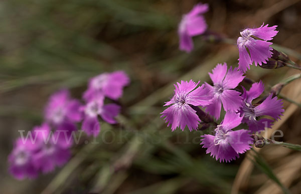 Pfingst-Nelke (Dianthus gratianopolitanus)