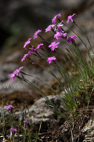 Pfingst-Nelke (Dianthus gratianopolitanus)