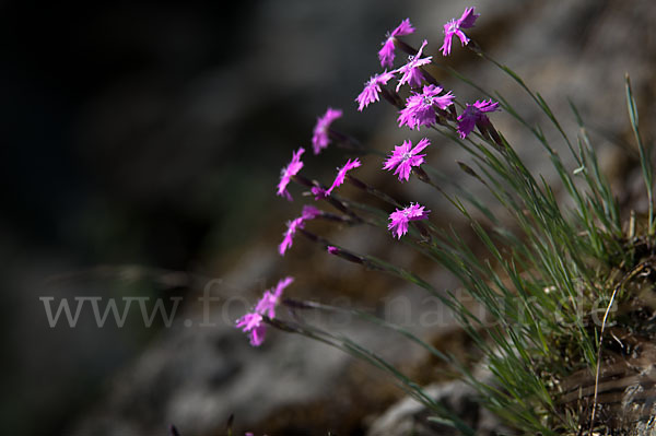 Pfingst-Nelke (Dianthus gratianopolitanus)