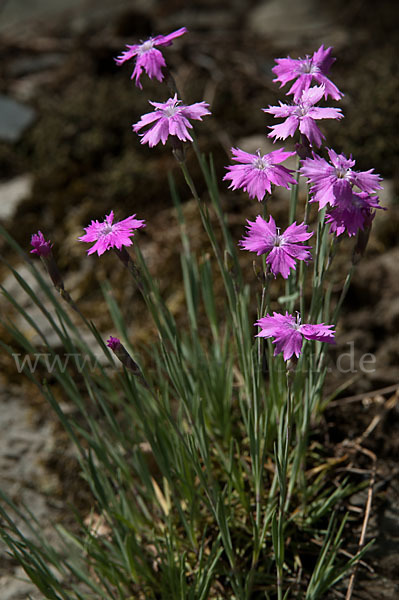 Pfingst-Nelke (Dianthus gratianopolitanus)