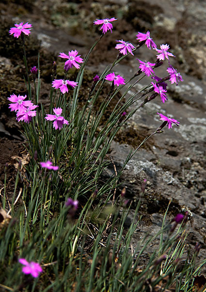 Pfingst-Nelke (Dianthus gratianopolitanus)