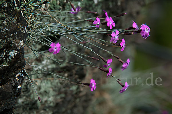 Pfingst-Nelke (Dianthus gratianopolitanus)