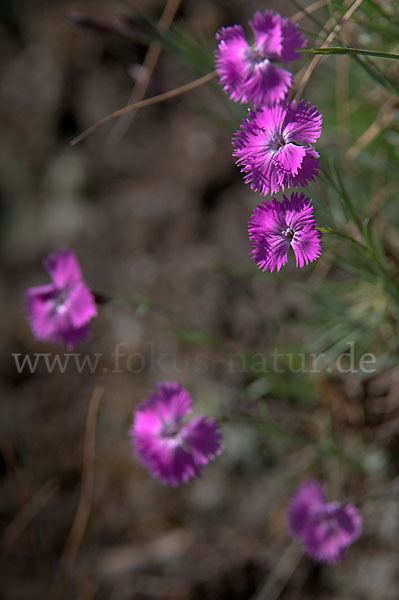 Pfingst-Nelke (Dianthus gratianopolitanus)