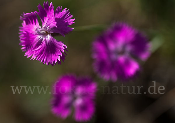 Pfingst-Nelke (Dianthus gratianopolitanus)