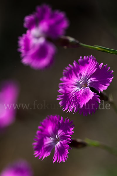 Pfingst-Nelke (Dianthus gratianopolitanus)