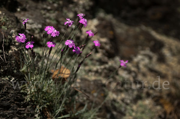 Pfingst-Nelke (Dianthus gratianopolitanus)