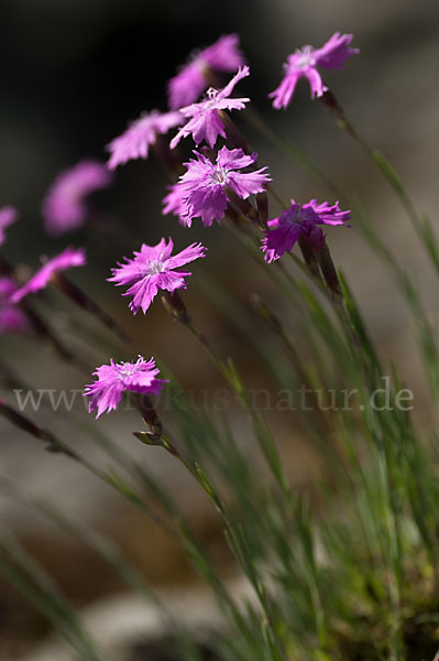 Pfingst-Nelke (Dianthus gratianopolitanus)