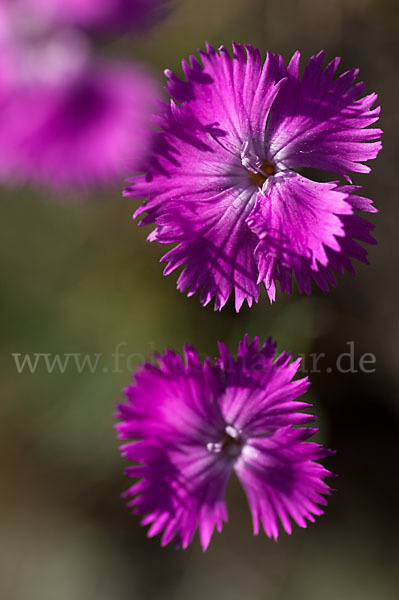 Pfingst-Nelke (Dianthus gratianopolitanus)