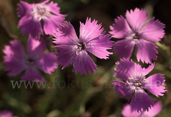 Pfingst-Nelke (Dianthus gratianopolitanus)