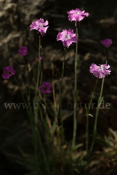 Pfingst-Nelke (Dianthus gratianopolitanus)