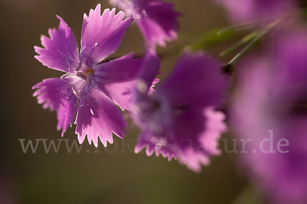 Pfingst-Nelke (Dianthus gratianopolitanus)