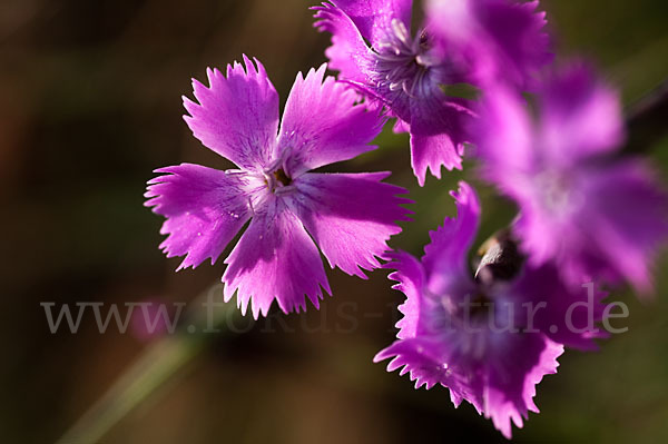 Pfingst-Nelke (Dianthus gratianopolitanus)