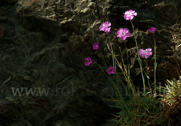 Pfingst-Nelke (Dianthus gratianopolitanus)