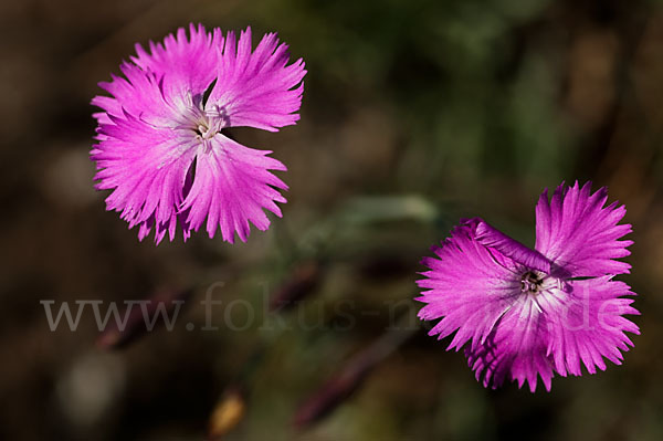 Pfingst-Nelke (Dianthus gratianopolitanus)