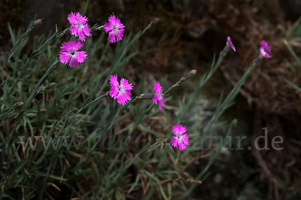 Pfingst-Nelke (Dianthus gratianopolitanus)