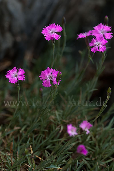 Pfingst-Nelke (Dianthus gratianopolitanus)