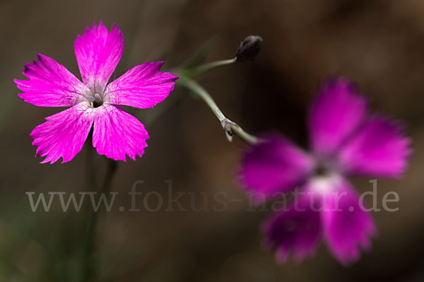 Pfingst-Nelke (Dianthus gratianopolitanus)