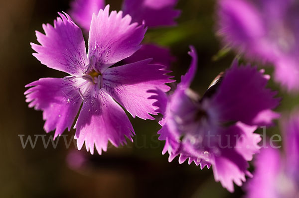 Pfingst-Nelke (Dianthus gratianopolitanus)