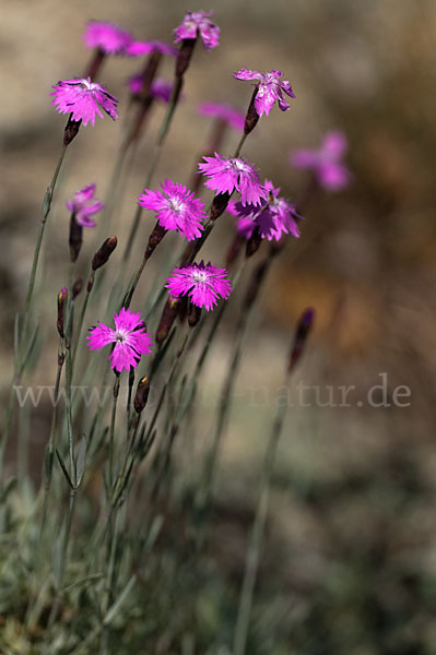 Pfingst-Nelke (Dianthus gratianopolitanus)