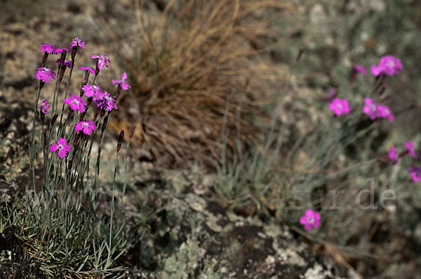 Pfingst-Nelke (Dianthus gratianopolitanus)