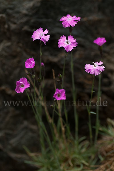 Pfingst-Nelke (Dianthus gratianopolitanus)