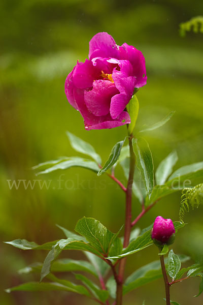 Pfingstrose (Paeonia broteroi)