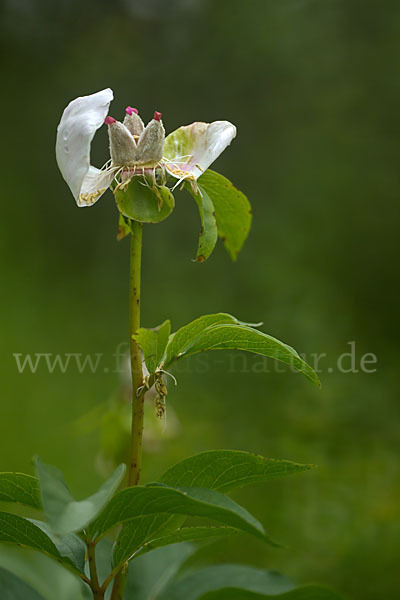 Pfingstrose (Paeonia broteroi)