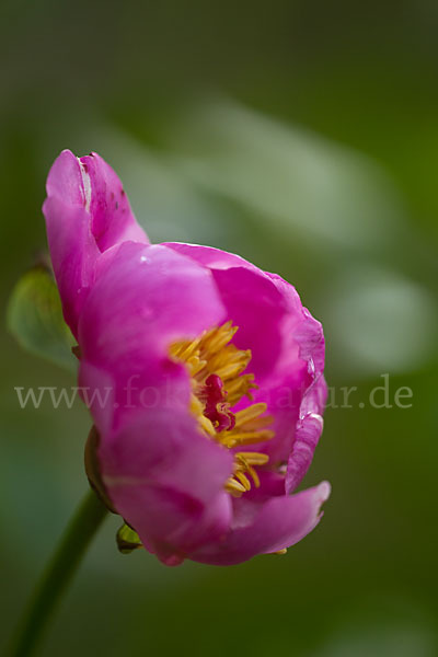 Pfingstrose (Paeonia broteroi)