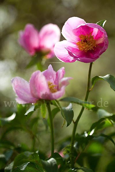 Pfingstrose (Paeonia broteroi)