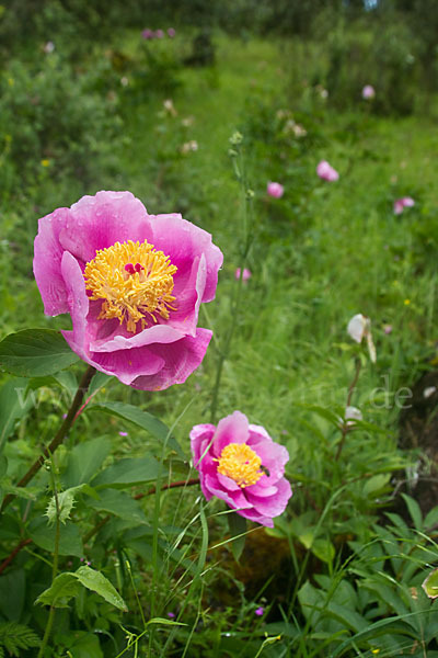 Pfingstrose (Paeonia broteroi)