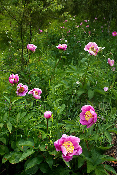 Pfingstrose (Paeonia broteroi)