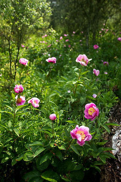 Pfingstrose (Paeonia broteroi)